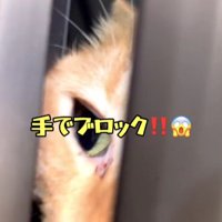 ドアから顔を出す猫