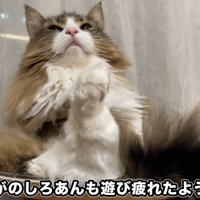 座って上を見る猫
