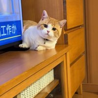 視線に気づいた子猫