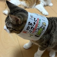 納豆のパッケージを首にくぐらせたキジ白猫