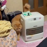 歩く猫