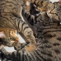 お互いのしっぽの方に顔を近づけて寝転がる2匹の猫