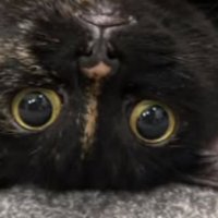 猫の顔