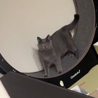 固まる猫
