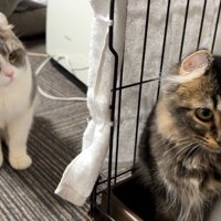2匹の猫
