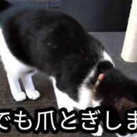 畳で爪を研ぐ猫
