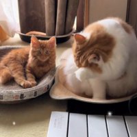 横になっている子猫と毛づくろいをしている猫