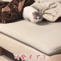 歩き出す猫