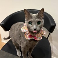 舌ペロ猫ちゃん
