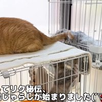 ケージの中の子猫とケージの上に乗っている猫