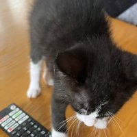 リモコンの上に前脚を乗せて立ち上がる猫