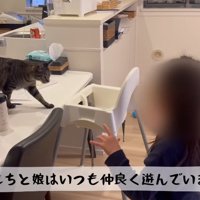 テーブル上を歩く猫