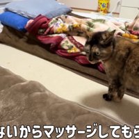 布団の脇で左側を向く猫「今日はいないからマッサージしてもらえないね」