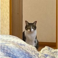 室内にいる猫