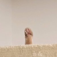 キャットタワーに生えた猫の手