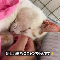 人の手におでこをつける猫