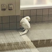 外で独りでいる白猫