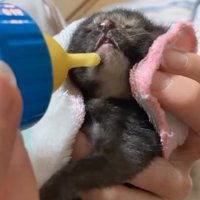 ミルクを飲む小梅ちゃん