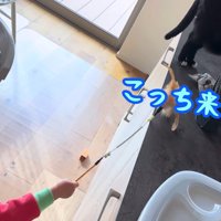 テロップ「こっち来た」