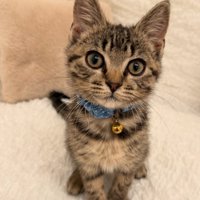 子猫