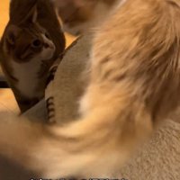 見上げる猫と立つ猫