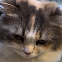 カメラの前で目線を下に向けている猫