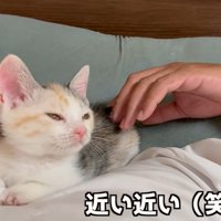 人の顔の横で寝る子猫（近い近い（笑））