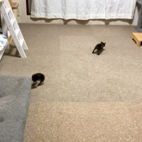 部屋の奥に行く子猫