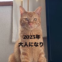 正面から見つめる猫