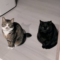 並んで座って飼い主を見上げる2匹の猫