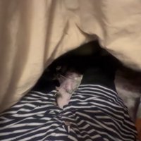 布団に潜り込んでいる猫