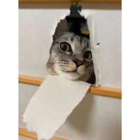 障子と猫