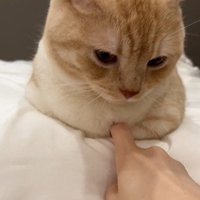 猫の胸元を触っている人