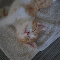 顔だけ上を向いて寝る猫