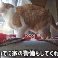 窓から外を見る猫