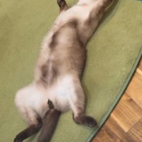 猫の開き
