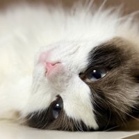 寝転ぶラグドールの優しい表情