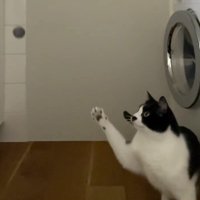 落下するボールを見つめる猫