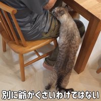 二足立ち