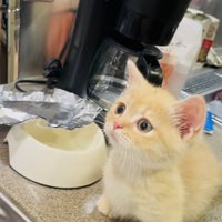 蛇口から流れる水を見るマンチカン