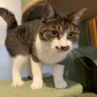 近づいてくる猫