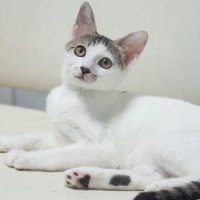上を見ている子猫