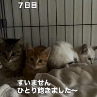 ケージの中に並ぶ3匹の子猫