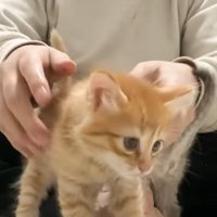 餌の前に立っている子猫