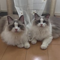 並んでカメラ目線の2匹の猫