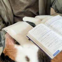 手を引いて猫パンチをかわす男の子