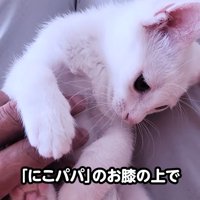 人のひざの上に乗る子猫