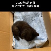 丸くなる子猫