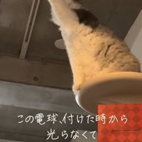 電球にさわる猫