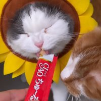 飼い主からおやつを貰うハチワレ猫を近くで見つめる茶白猫